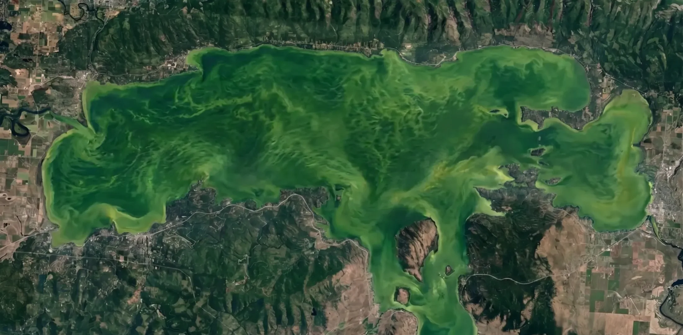 Algae bloom on a lake surface