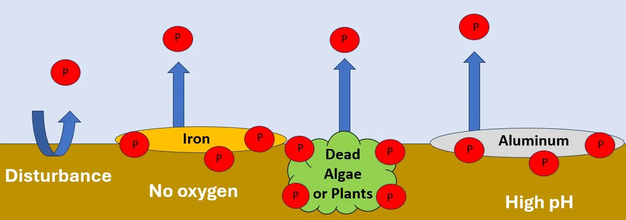 Conceptual illustration of disturbance, oxygen loss, decomposition, and high pH as phosphorus-release mechanisms