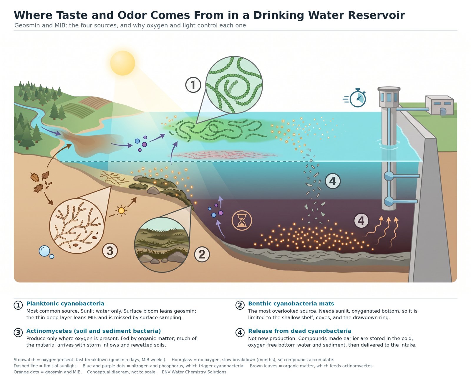 Reservoir cross-section showing open-water organisms, shallow mats, soil-associated microbes and accumulated odor compounds near a deep intake