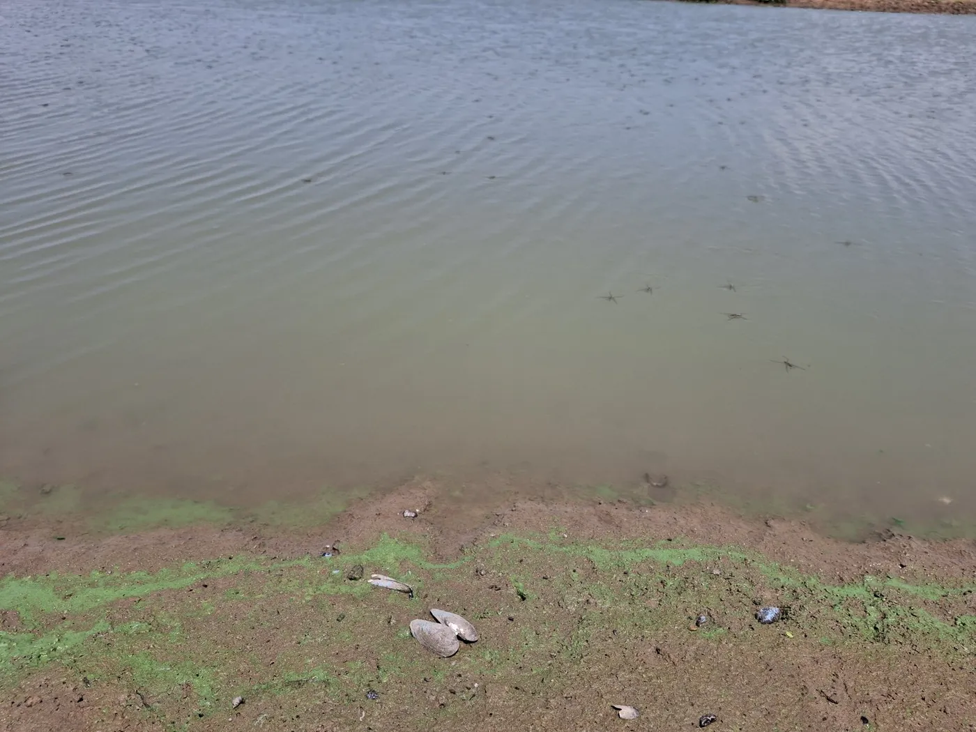 Green material accumulated along a lake shoreline
